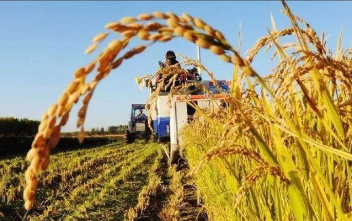 桑麻织就的谣曲：田园深处的人文情怀