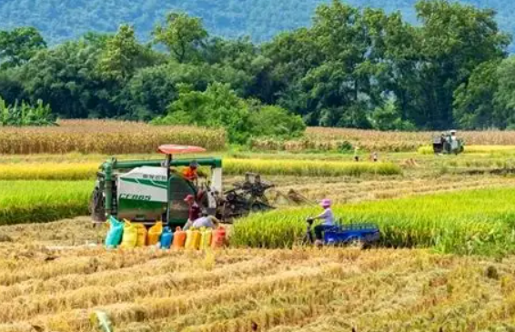 谷穗低垂的诗思：丰收时节的文字画卷