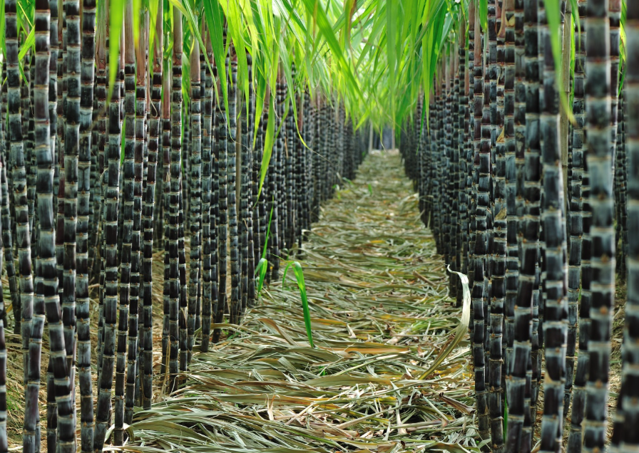 ‘甜杆’甘蔗：热带作物的生长特性与制糖奥秘科普