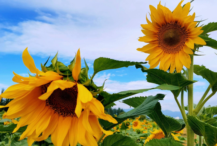 追逐阳光的向日葵：生长过程与种子的多重用途科普